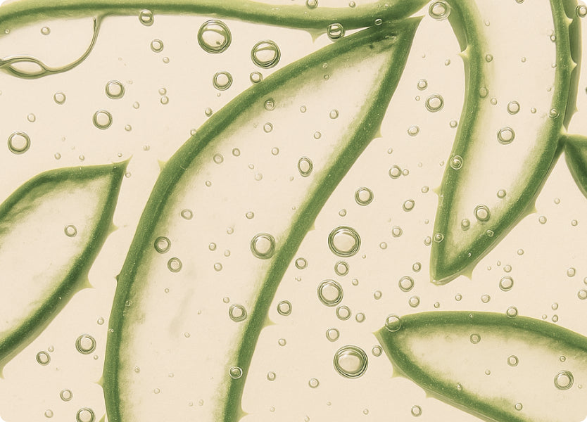 Aloe Vera